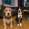 Photo 7: Pepper and Neo
