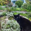 Photo 5: Bob the cat
