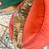 Photo 9: My little cuddly cat Wuding 😻