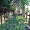 Photo 8: garden