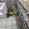 Photo 9: Upstairs - Balcony w/ flowers