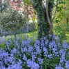 Photo 8: Spring in the back gardem