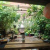 Photo 1: The Garden 