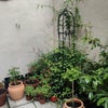 Photo 2: Patio Garden