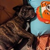 Photo 6: Tigger