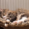 Photo 8: millie the cat