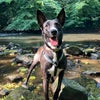 Photo 9: Doggo