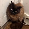 Photo 4: Gato, the cat you’ll be living with