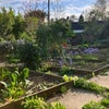 Photo 2: veg beds