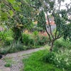 Photo 9: front garden