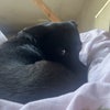 Photo 2: Aya the dog
