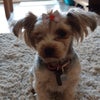 Photo 7: Our dog