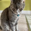 Photo 5: My lovely cat Dillon