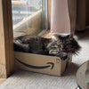 Photo 2: Max Cat
