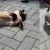Photo 9: Coco/Luci