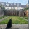 Photo 5: The cat is the neighbours and visits sometimes