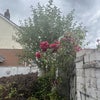 Photo 4: Garden