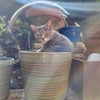 Photo 9: Minnie the cat