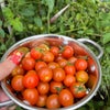 Photo 5: Tomatoes I grew