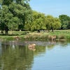 Photo 8: Bushy Park