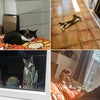 Photo 8: The house cat