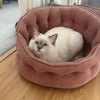 Photo 7: Resident cat