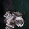 Photo 5: My dog