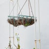 Photo 7: Hanging baskets in the backyard