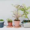 Photo 8: Plants in the backyard