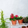 Photo 9: Plants and flowers in the backyard