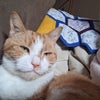 Photo 5: My cat