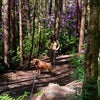 Photo 2: Love a good hike (my bf’s dog not mine)