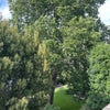 Photo 7: view to private Garden