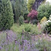 Photo 3: the garden