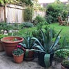Photo 5: Garden