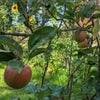 Photo 4: Garden:Sunflowers through ripening apples