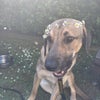 Photo 3: Leo the dog