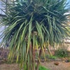 Photo 8: Front garden