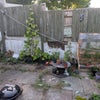 Photo 8: Garden