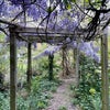 Photo 9: wisteria