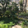Photo 9: garden
