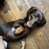 Photo 8: our puppy