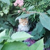 Photo 7: Cat in the jungle garden