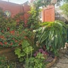 Photo 8: the garden in progress