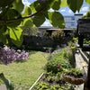Photo 6: Secret private garden