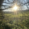 Photo 8: woodland walks two monday 