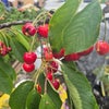 Photo 7: Cherry tree in the front garden