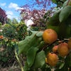 Photo 2: Garden with heavely rippening apricots
