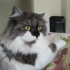 Photo 2: My cat