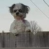 Photo 6: No dogs